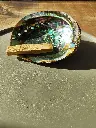 abalone schelp.webp