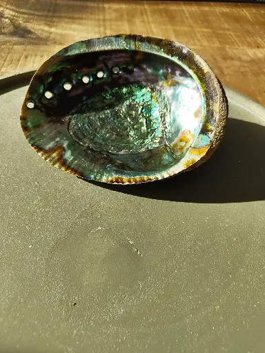 [Abalone schelp L] Groot Abaloneschelp